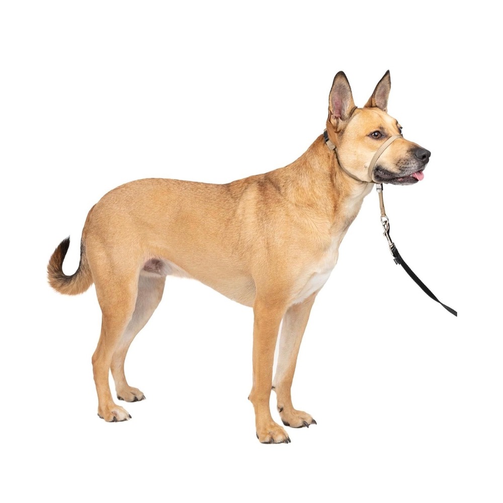 PetSafe Gentle Leader Headcollar No-Pull Dog Training Collar Medium Fawn Tan